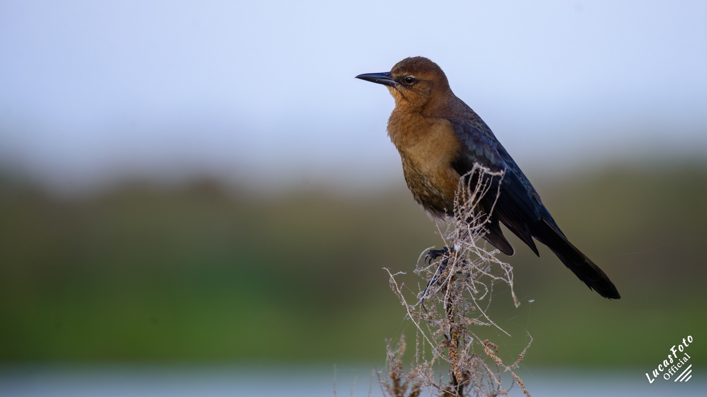 Boat-tailed Grackle