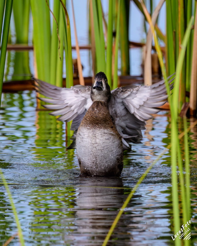 Ring-necked Duck