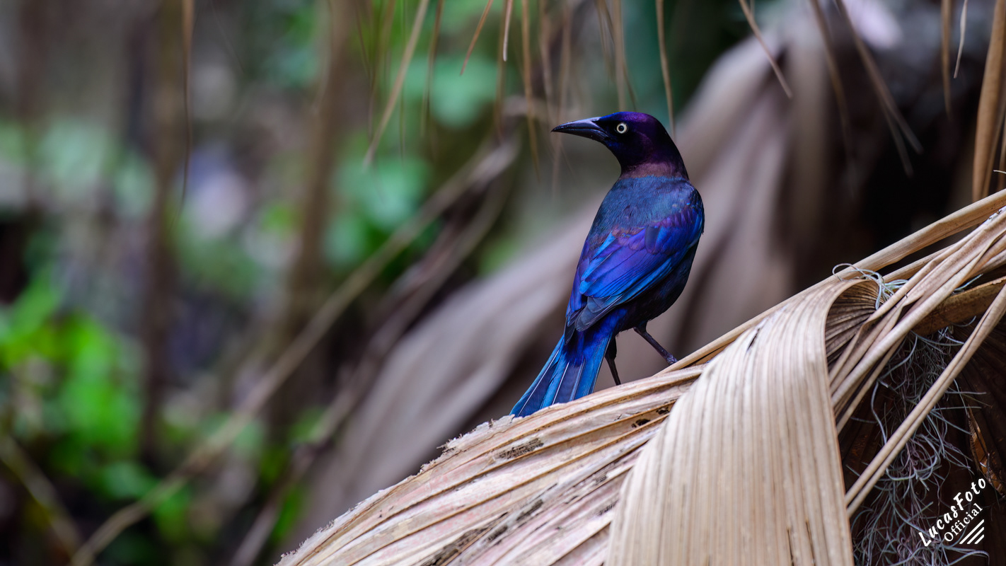 Common Grackle
