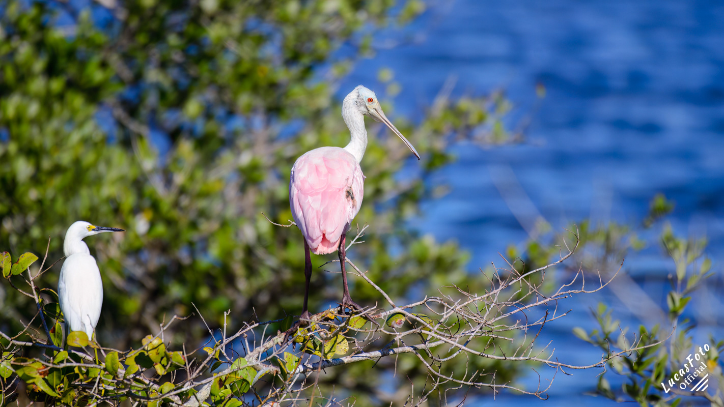 Snowy Egret / Roseate Spoonbill