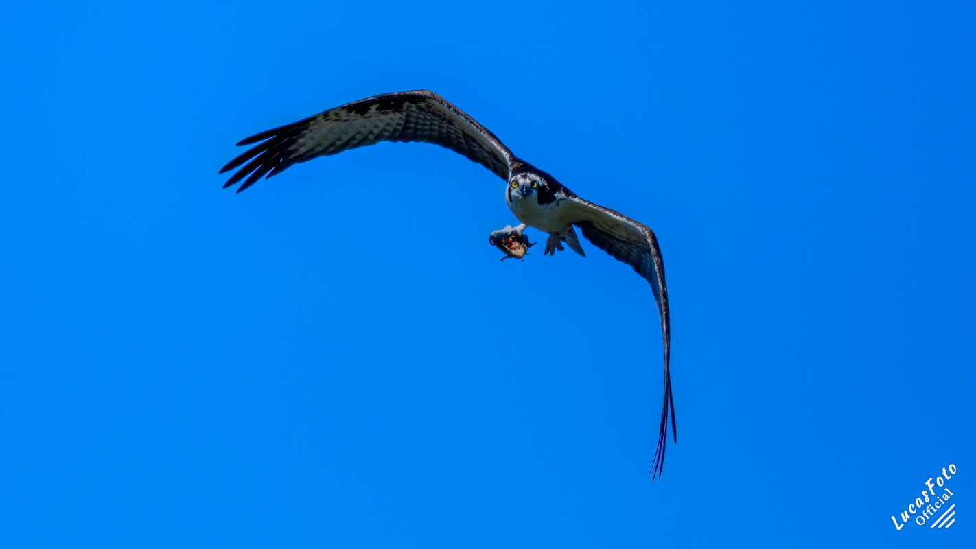 Osprey