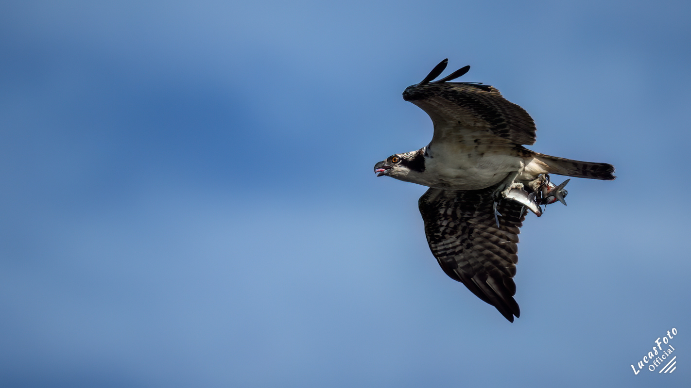 Osprey