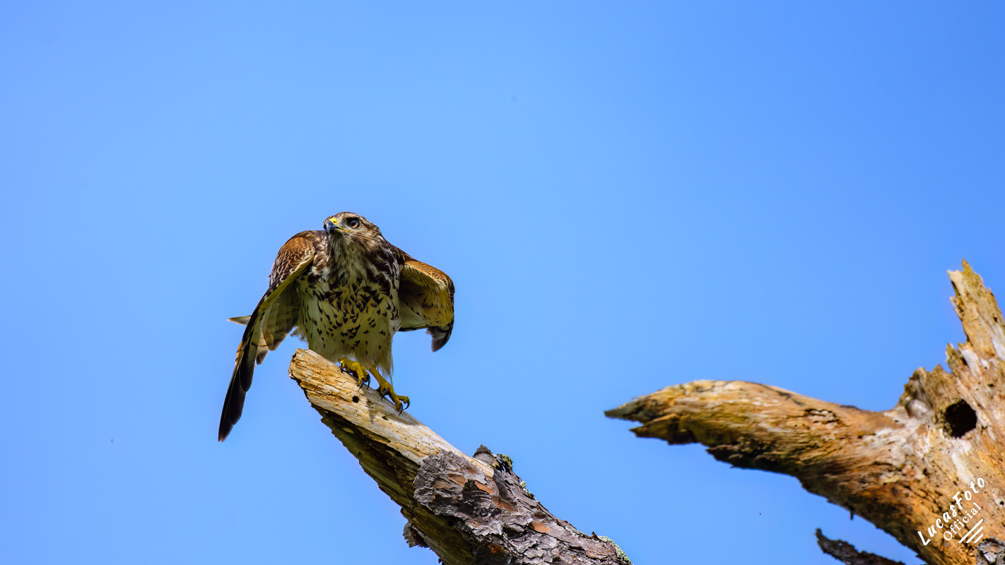 Red-shouldered Hawk