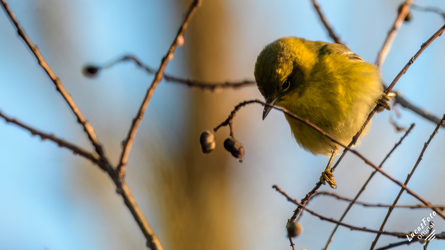 Pine Warbler