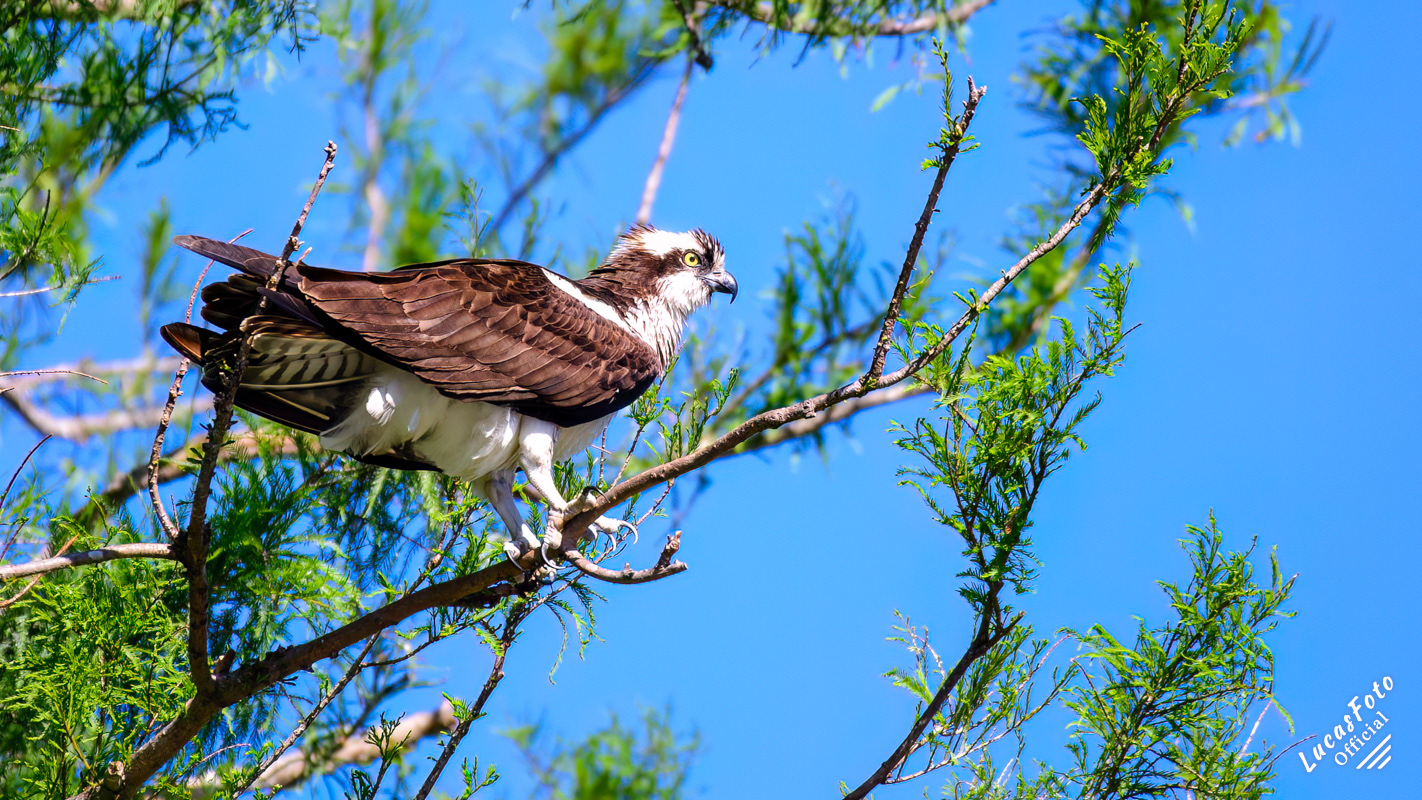 Osprey