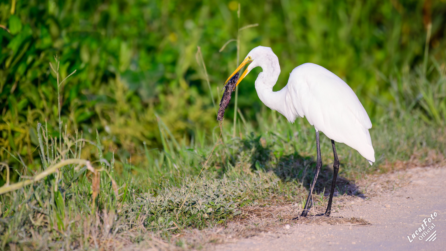 Great Egret