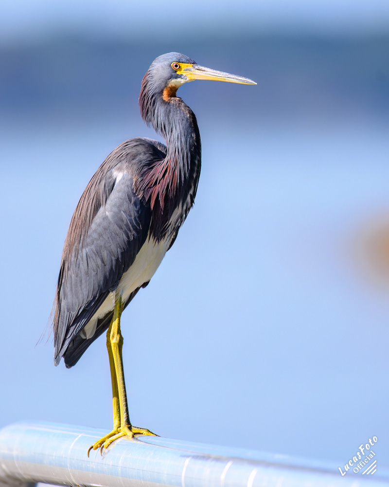 Tricolored Heron