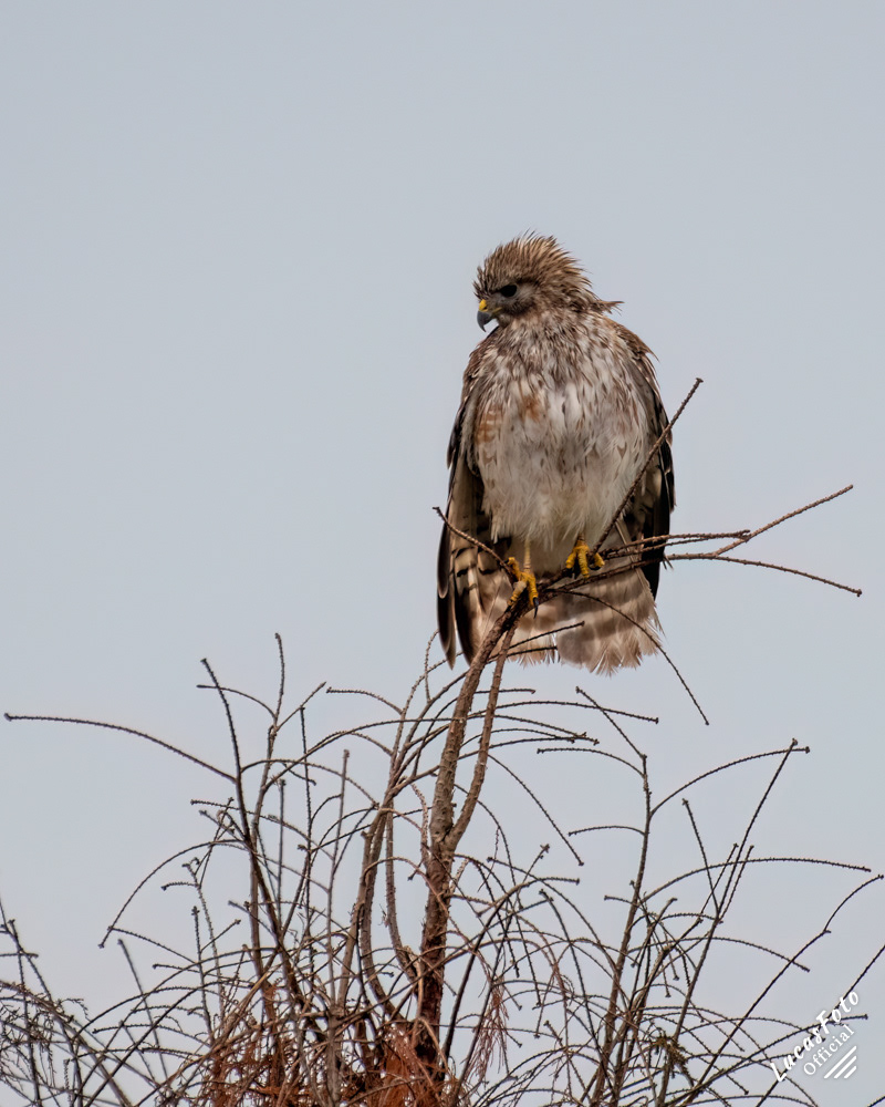 Red-shouldered Hawk