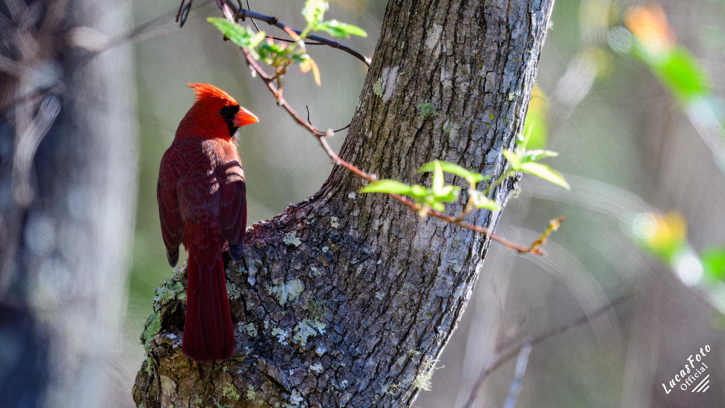 Northern Cardinal