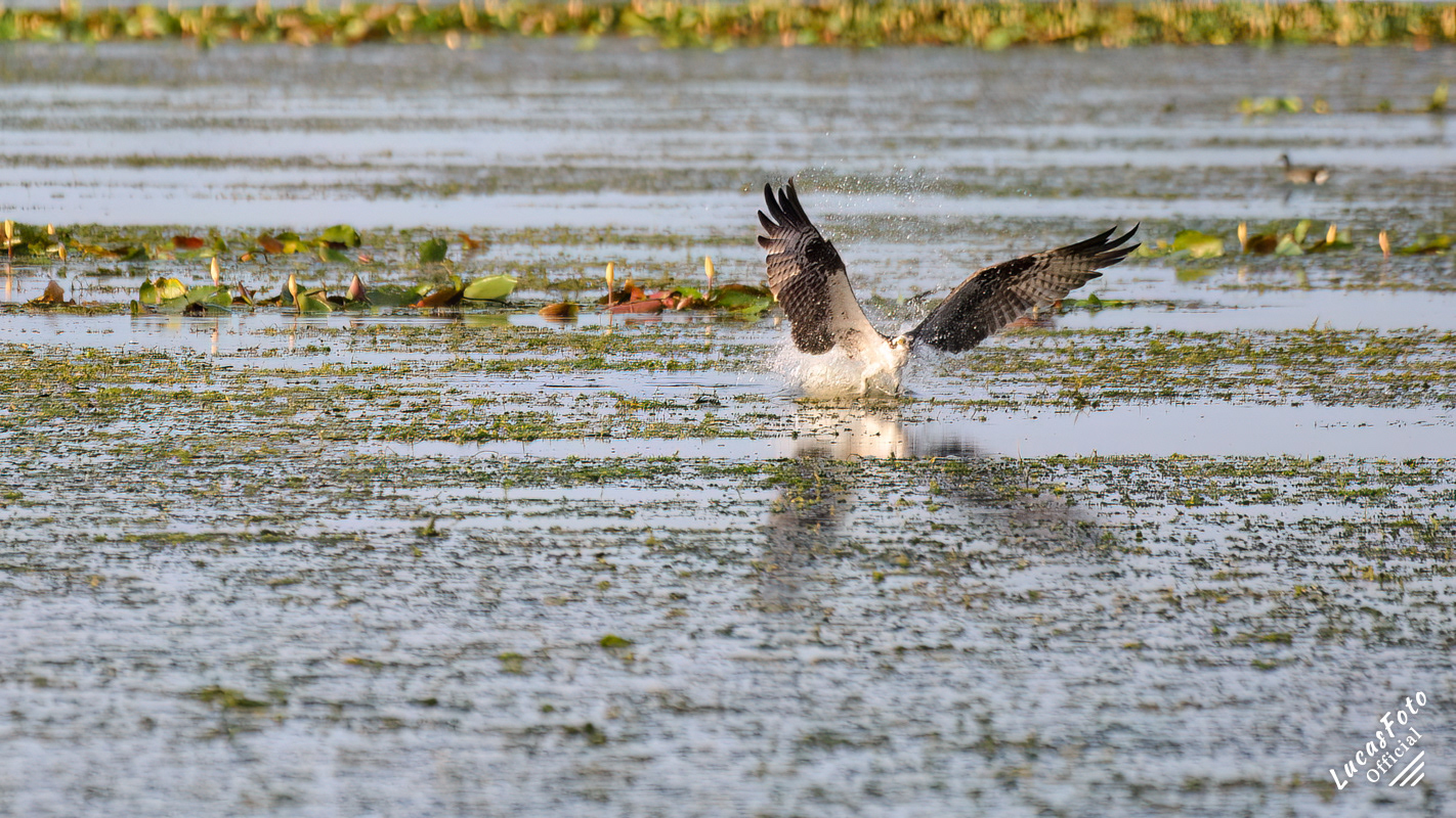 Osprey