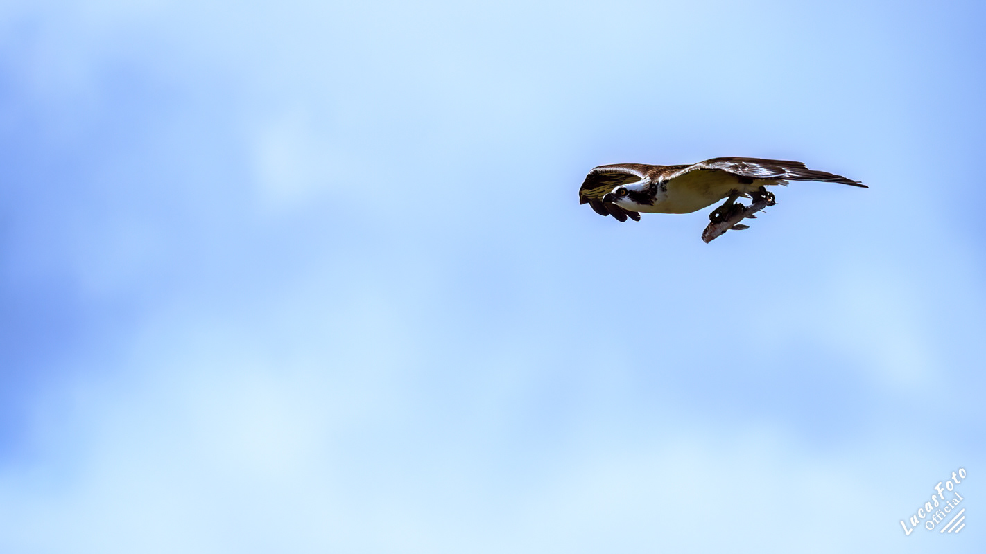 Osprey