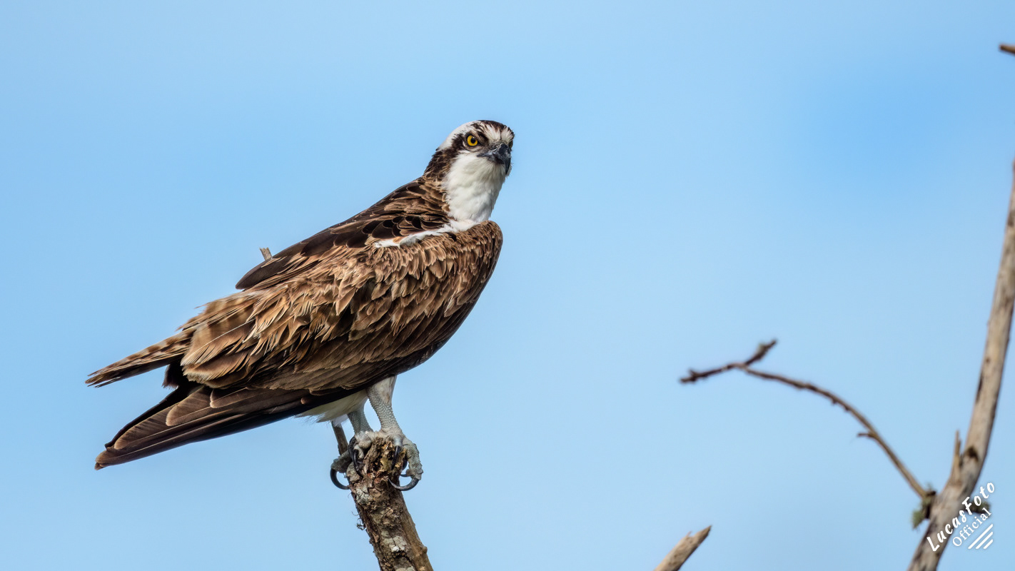 Osprey