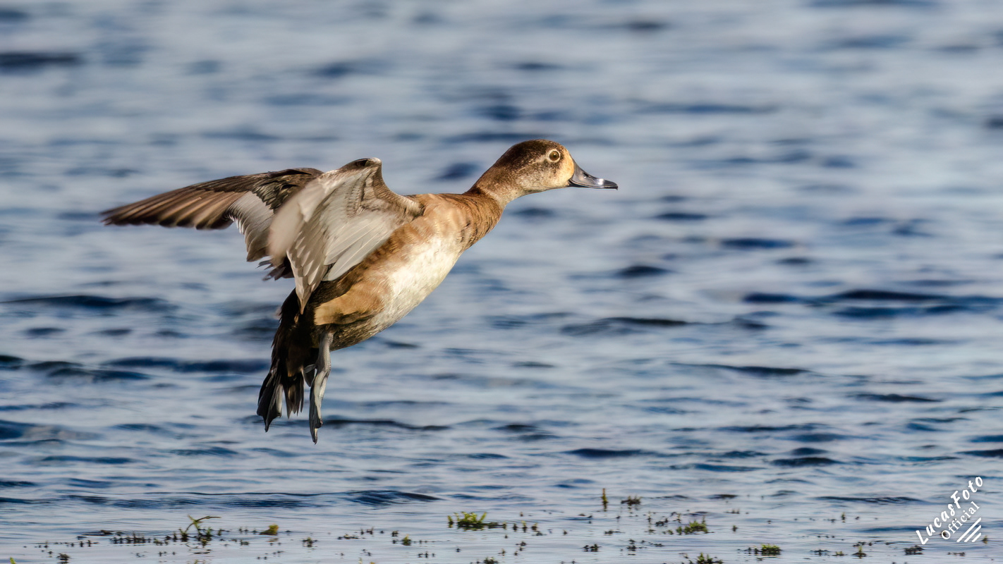 Ring-necked Duck