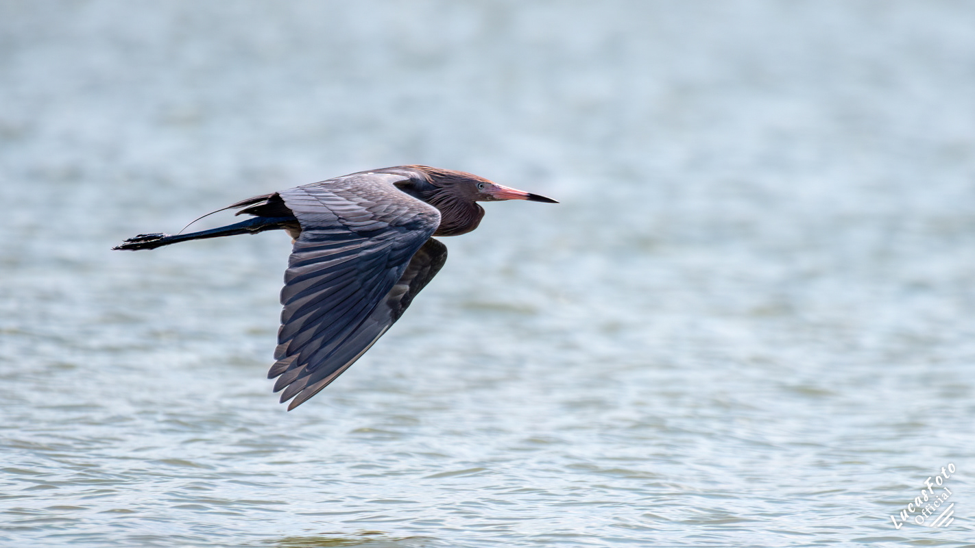Reddish Egret