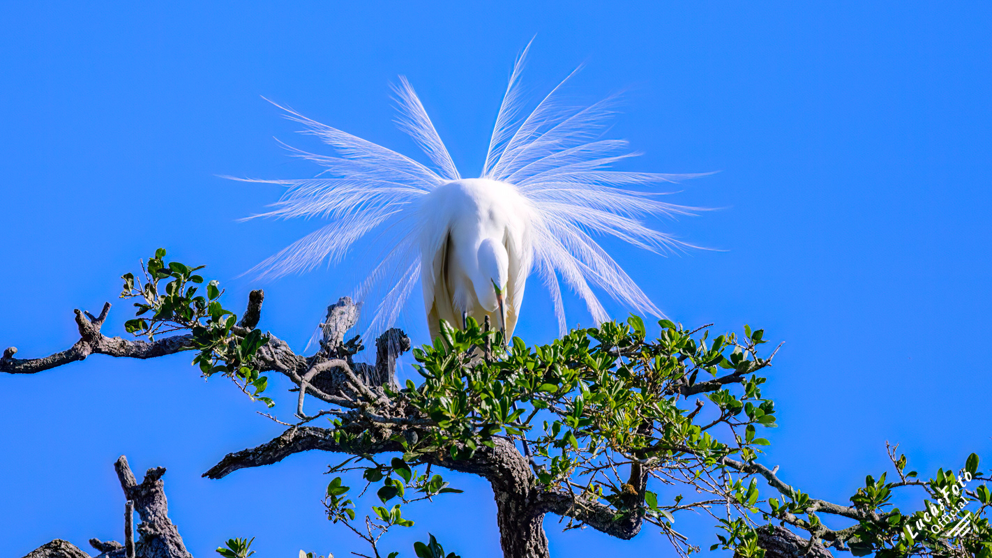 Great Egret