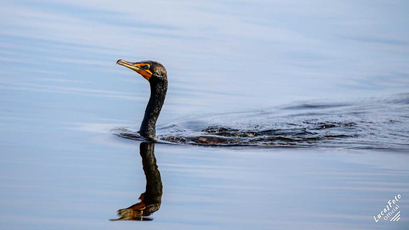 Double-crested Cormorant