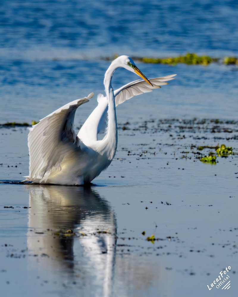 Great Egret