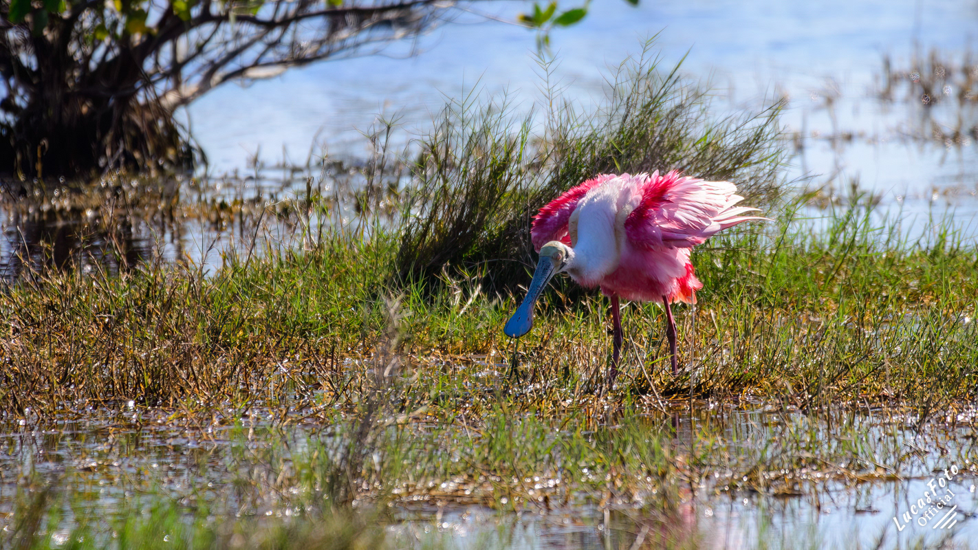 Roseate Spoonbill
