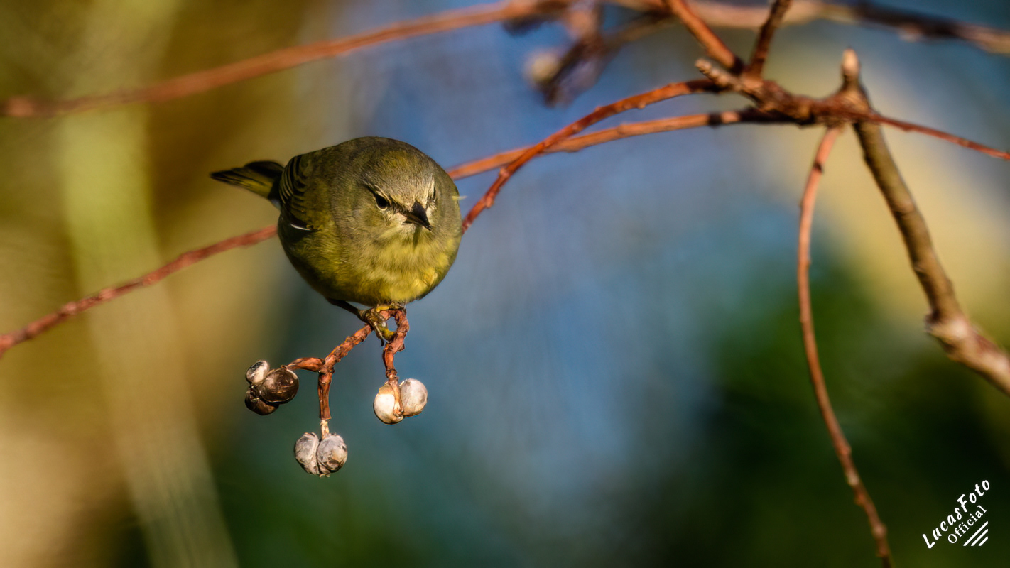 Orange-crowned Warbler
