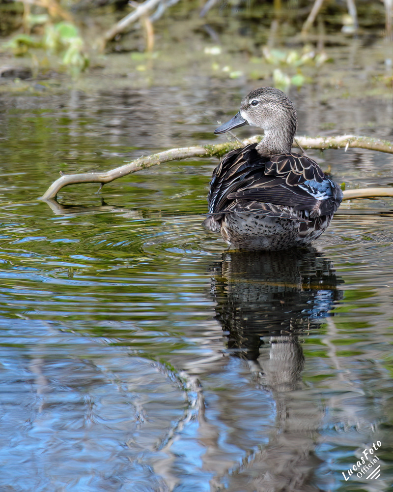 Blue-winged Teal