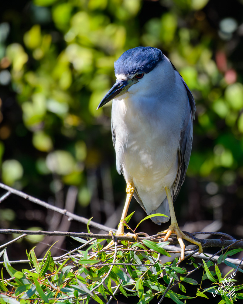 Black-crowned Night Heron