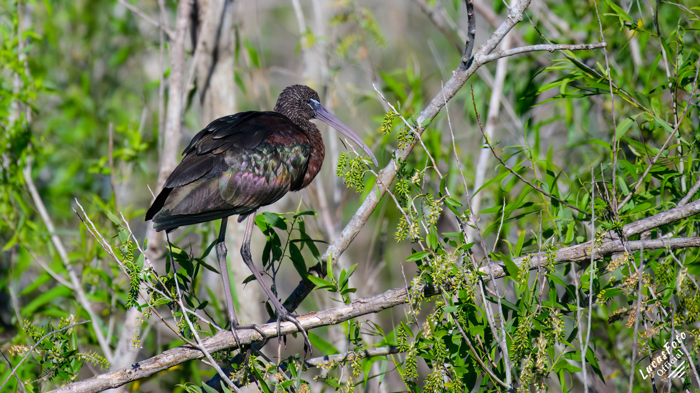 Glossy Ibis