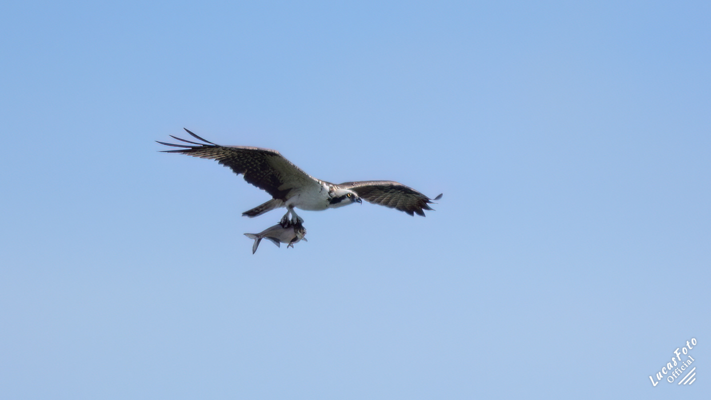 Osprey
