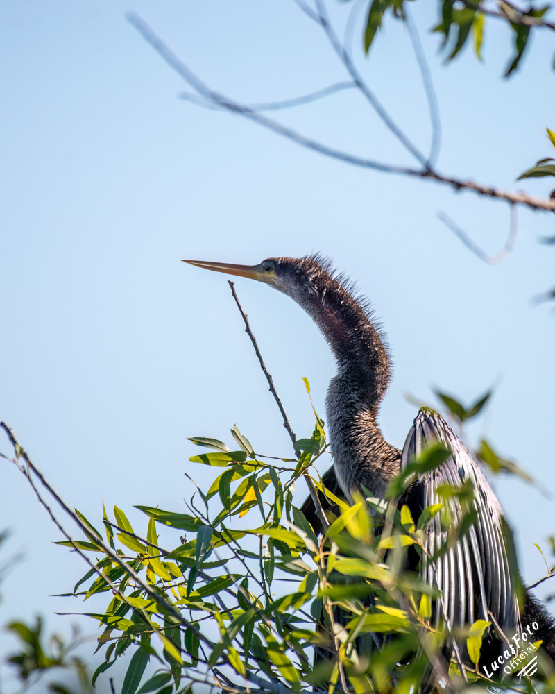 Anhinga