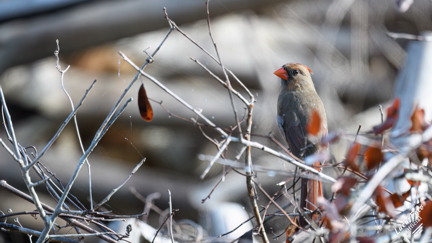 Northern Cardinal