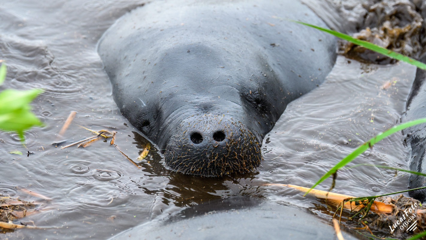 Manatee Mating Ball/Herd