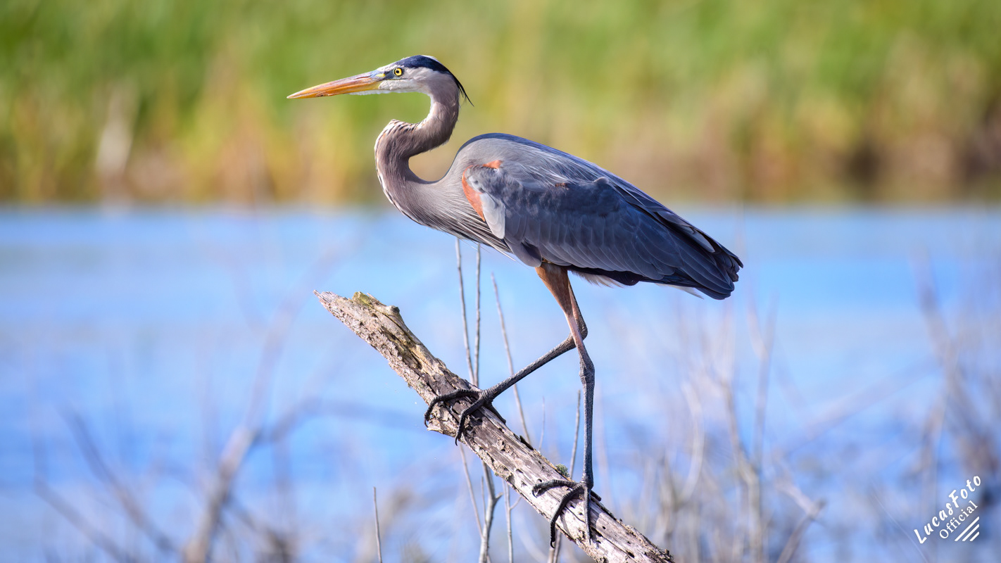 Great Blue Heron