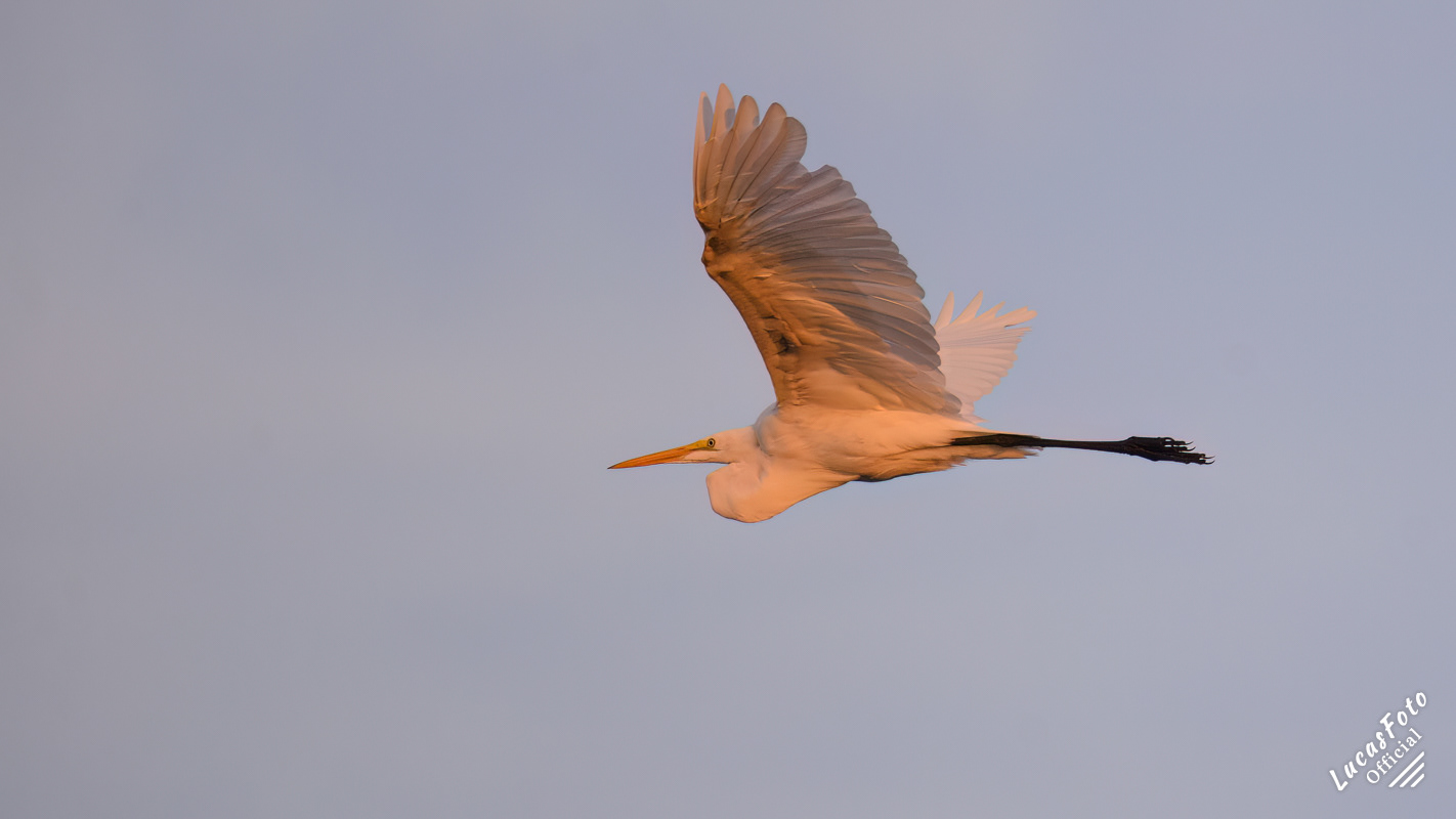 Great Egret