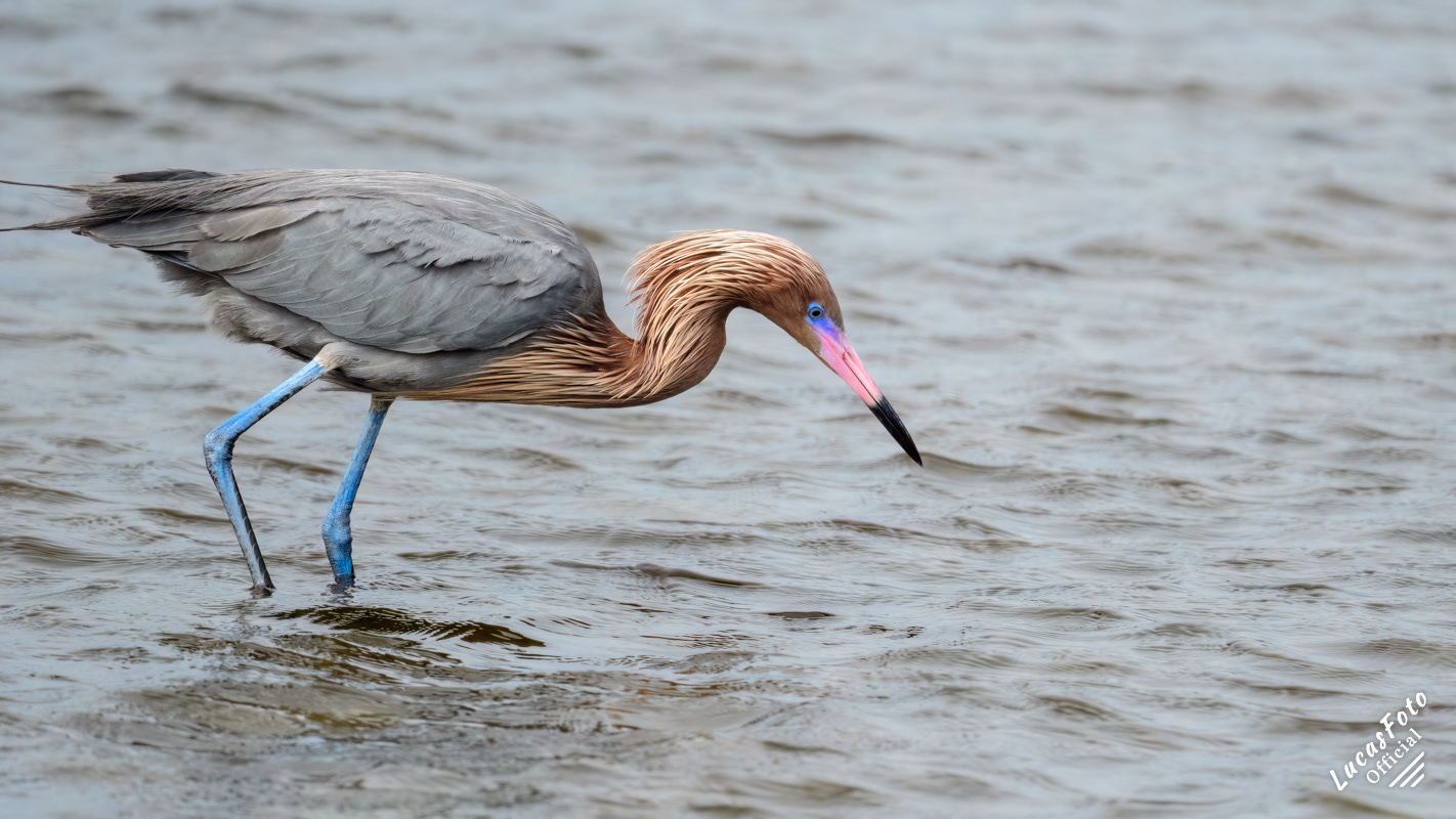 Reddish Egret