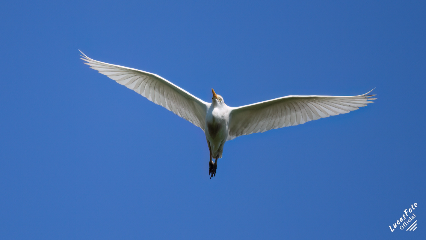 Cattle Egret