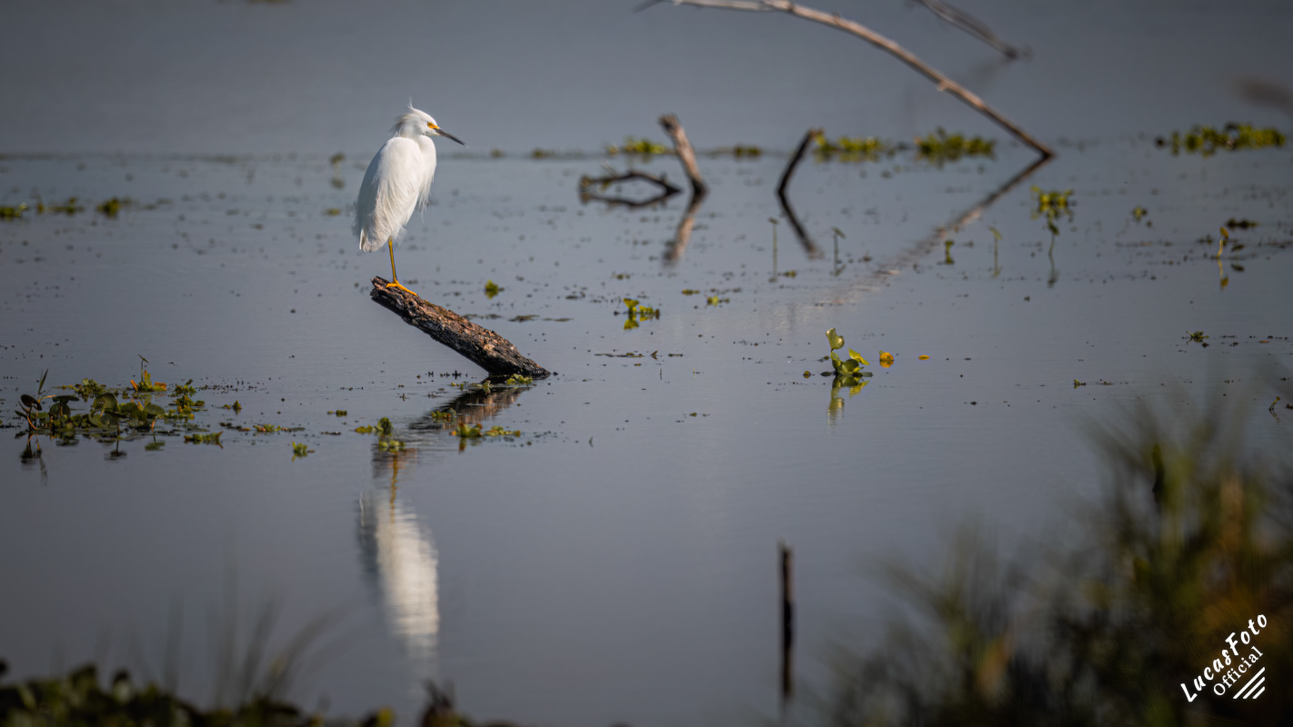 Snowy Egret