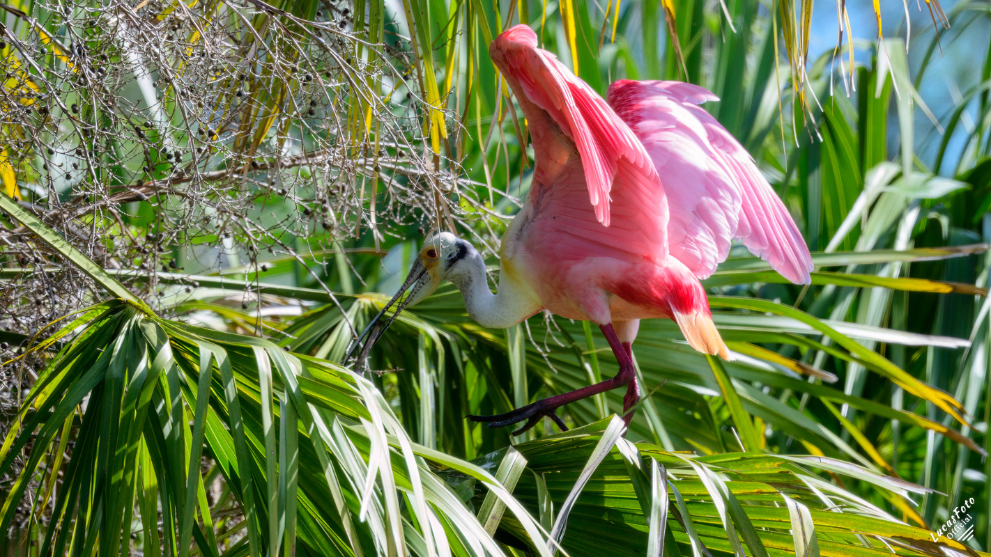 Roseate Spoonbill