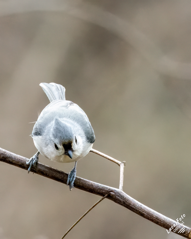 Tufted Titmouse
