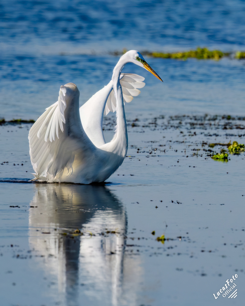 Great Egret