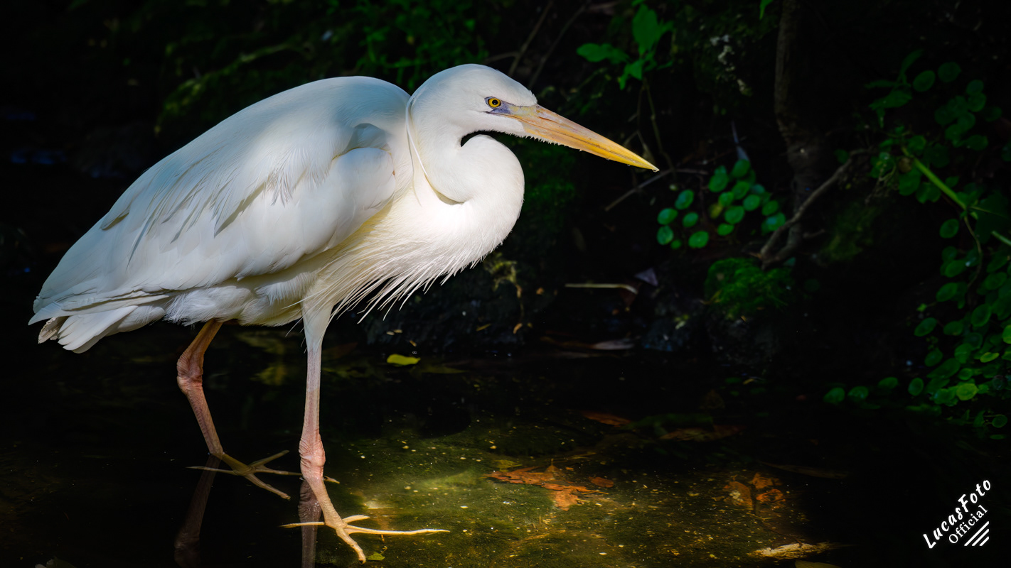 Great White Heron