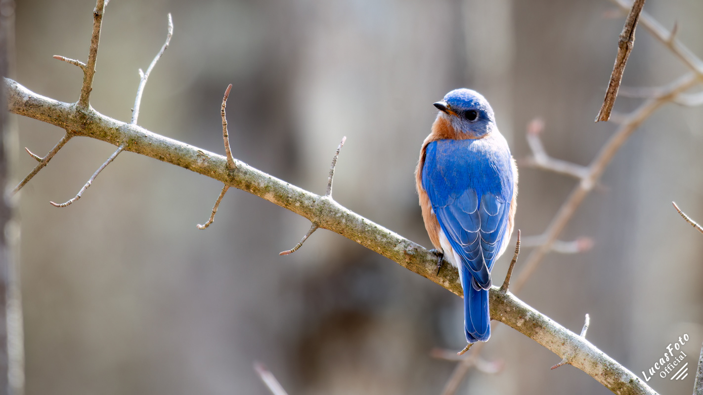Eastern Bluebird