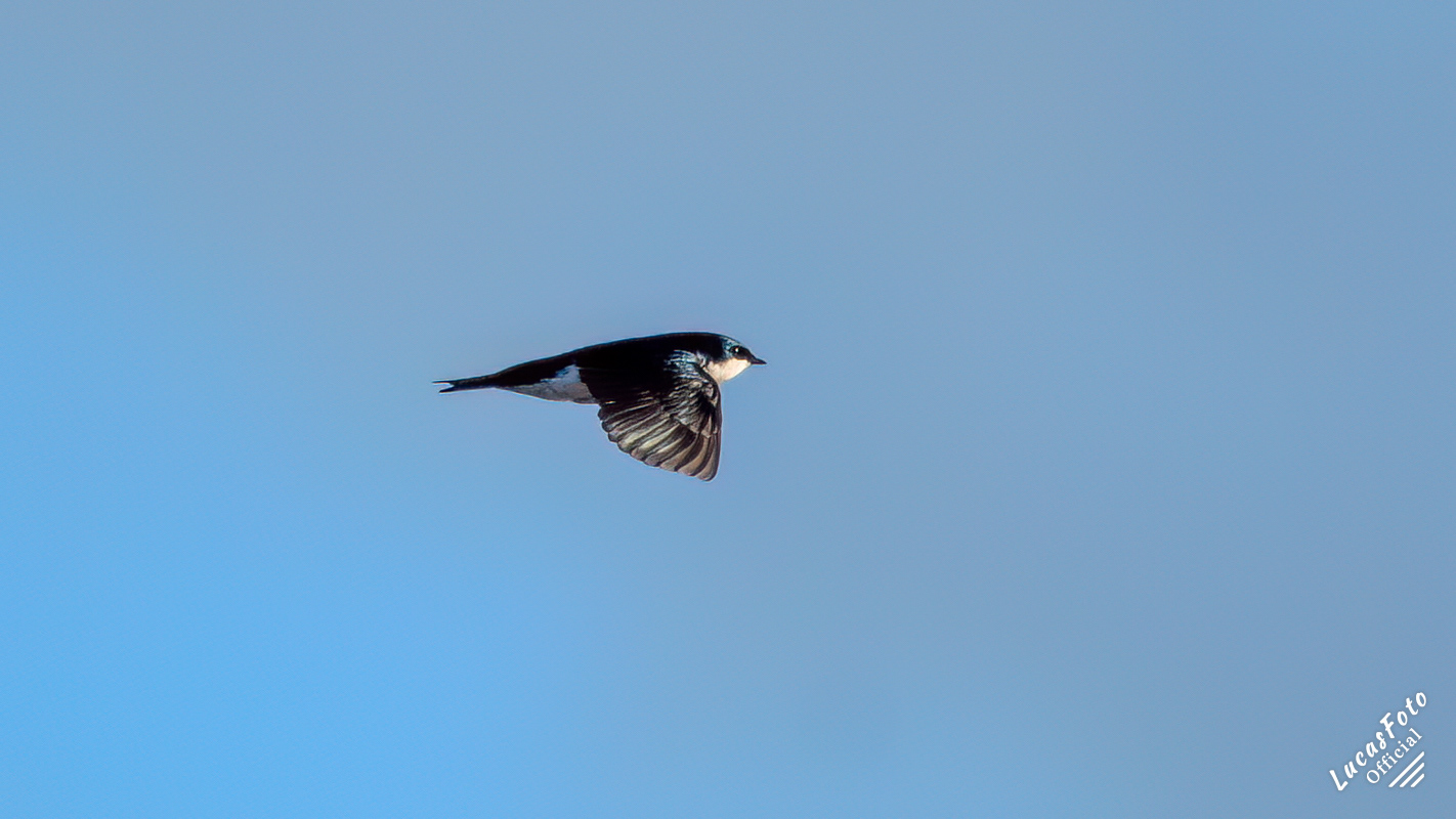 Tree Swallow