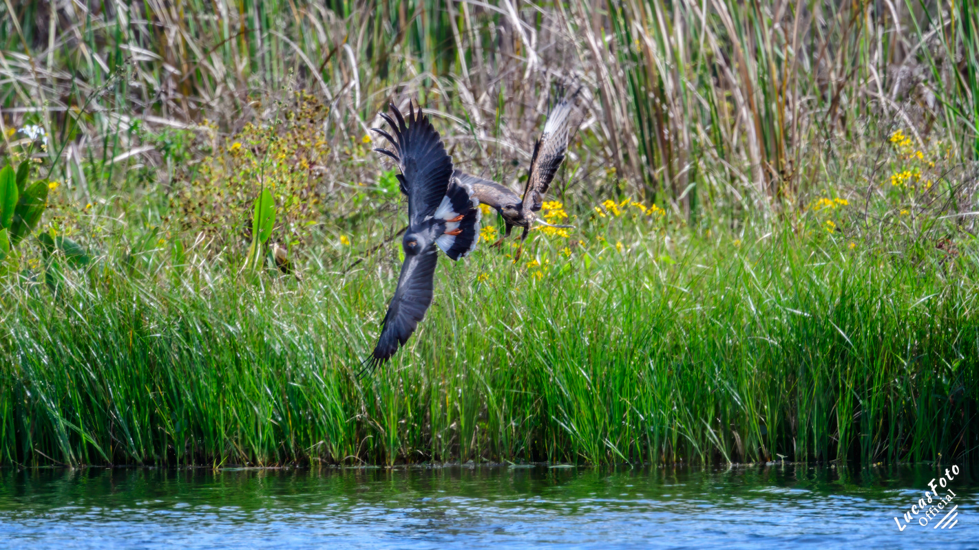 Snail Kite