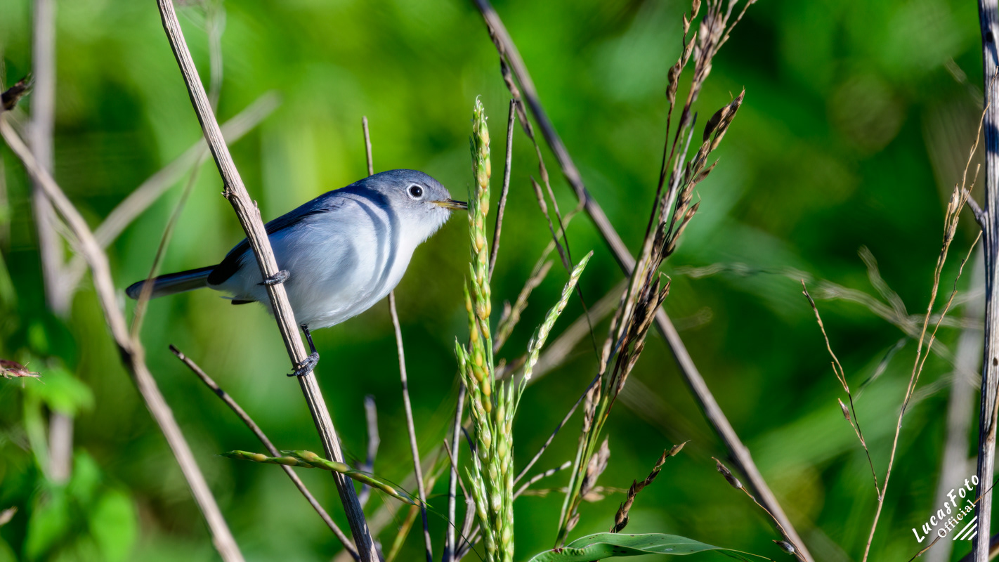 Blue-gray Gnatcatcher