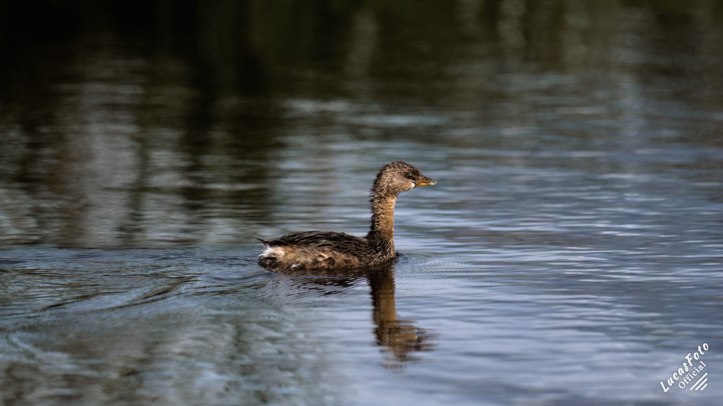 Pied-billed Grebe