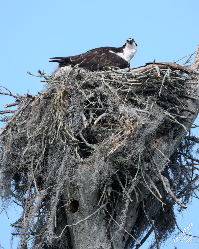 Osprey