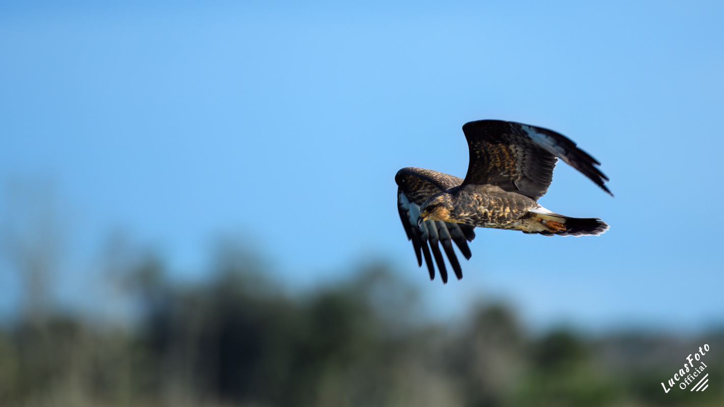 Snail Kite