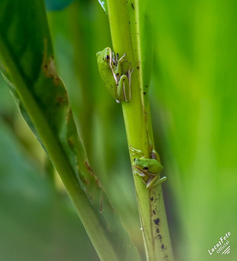 Green Treefrog
