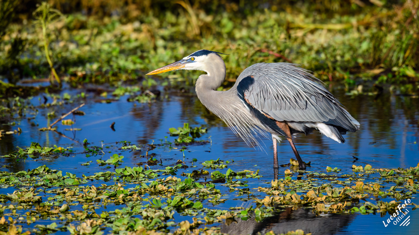 Great Blue Heron