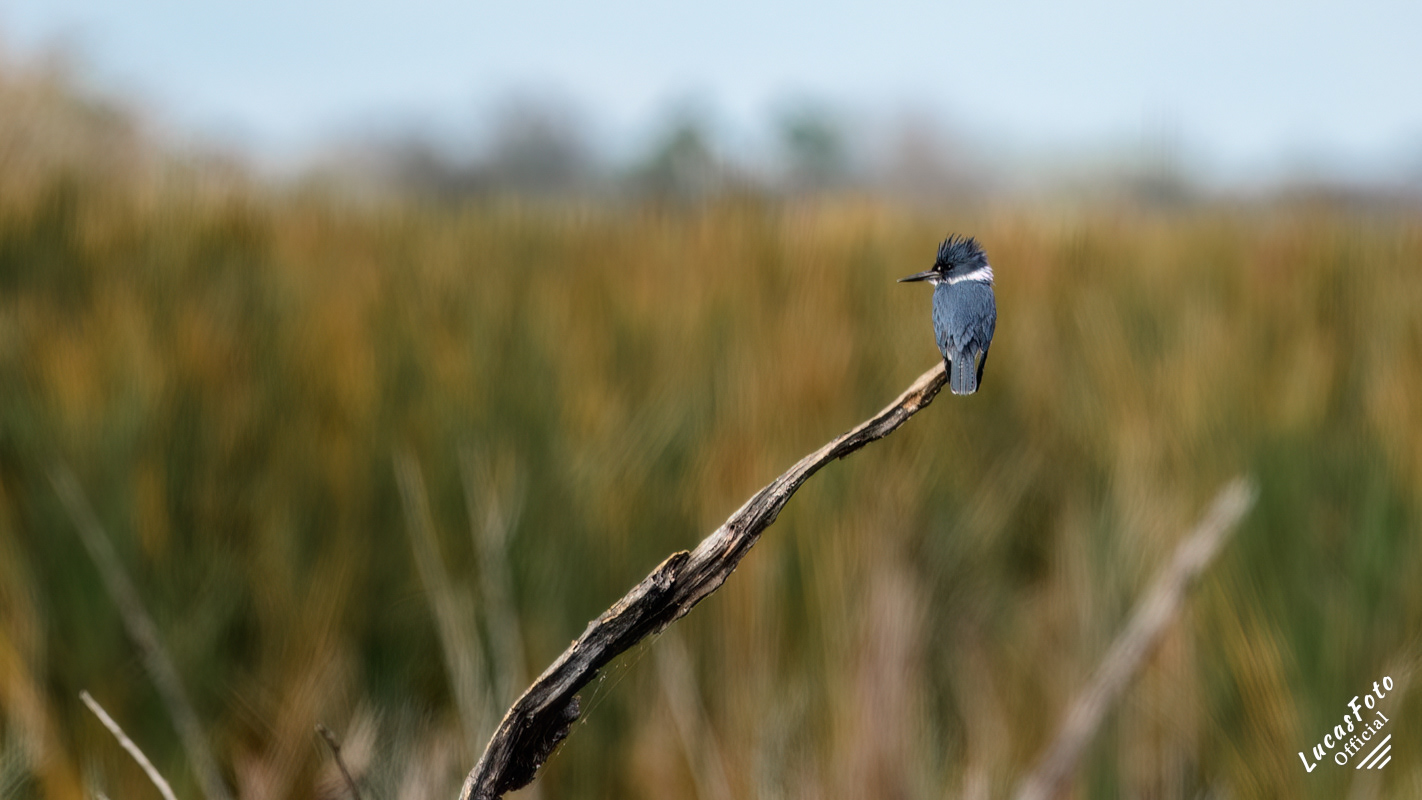 Belted Kingfisher