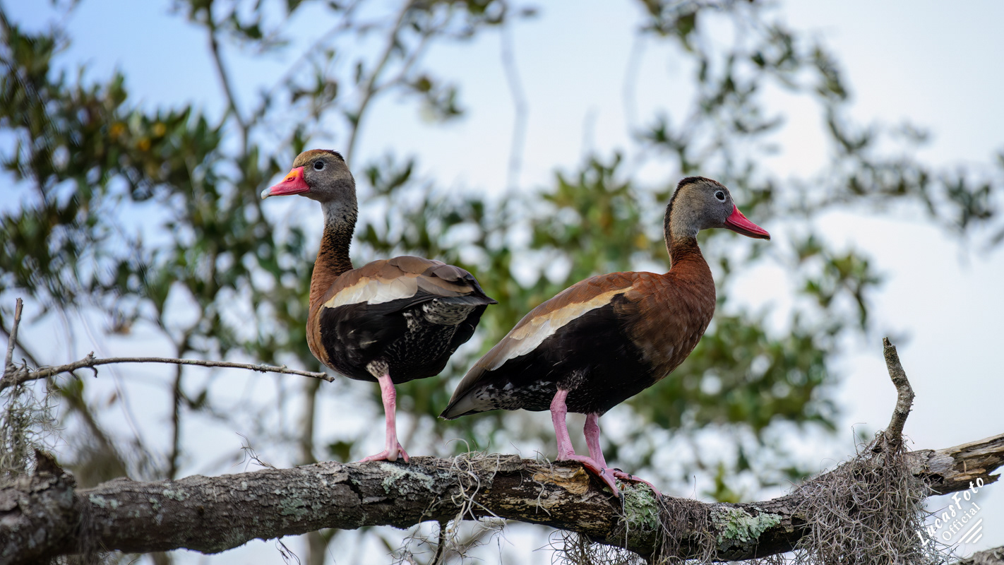Black-bellied Whistling-Duck